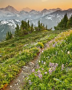 wildflowers on the side of a mountain trail at sunset with mountains in the background