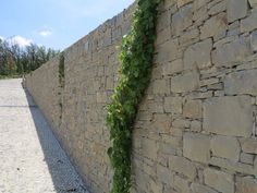 a stone wall with ivy growing on it's side and gravel road in the foreground