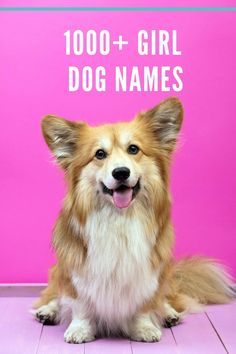 Old Fashioned Female Names, Southern Dog Names, Girl Pet Names, Old Fashioned Names, Girl Dog Names, Female Dog Names, Classic Names, Female Names, Dog Pin