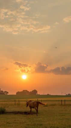 a horse standing in the middle of a field at sunset