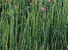 tall green grass with pink flowers growing on it