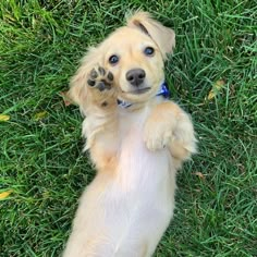 a small dog standing on its hind legs in the grass with it's paws up