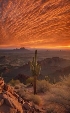 a large cactus standing on top of a rocky hillside under a cloudy sky at sunset