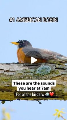 a bird sitting on top of a tree branch with the caption american robin, these are the sounds you hear at 7am for all the birds