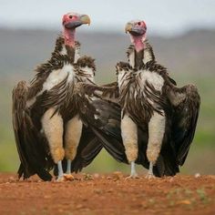 three vultures standing in the dirt with their heads turned