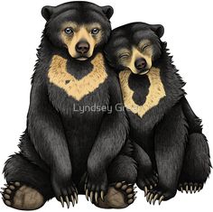 two black bears sitting next to each other