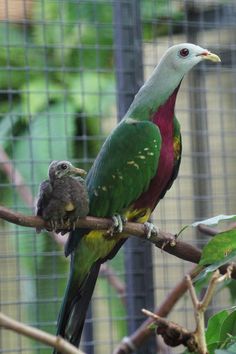 two green and red birds sitting on top of a tree branch