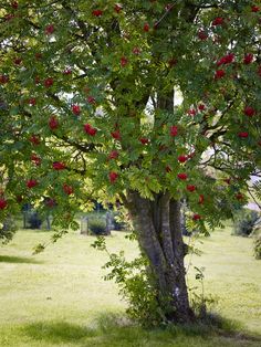 a tree with red berries growing on it's branches in a field next to grass