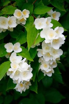 white flowers with green leaves in the background