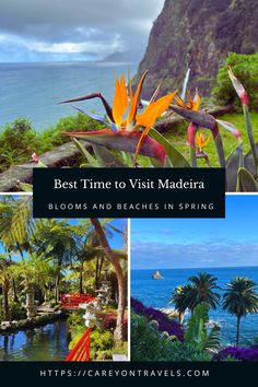 the best time to visit maderia blooms and beaches in spring