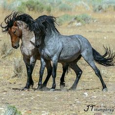 two horses standing next to each other on a dry grass field