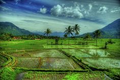 an empty rice field with palm trees and mountains in the background