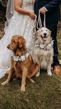 a bride and groom pose with their dogs