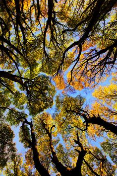 looking up at the tops of tall trees with yellow and green leaves on them in autumn