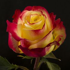 a red and yellow rose with green leaves on a black background in full bloom,