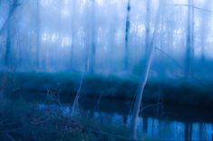 an image of a forest with water in the foreground and fog in the background