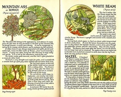 an open book with pictures of plants and berries on it's pages, including the words mountain ash or whitebeam