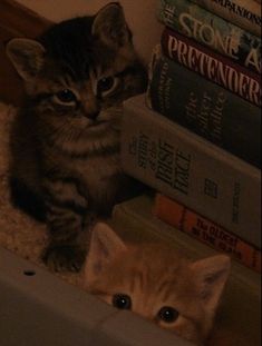 two kittens are sitting in front of books on a shelf next to each other