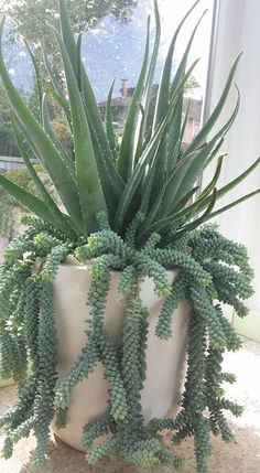 a potted plant sitting on top of a window sill