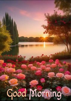 a beautiful sunset with pink roses in the foreground and words good morning on it