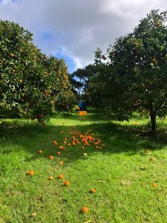 an orange orchard with lots of ripe oranges on the ground and trees in the background