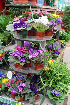 there are many potted plants on the shelves