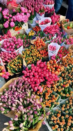 many different types of flowers on display for sale