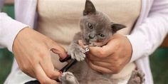 a woman is holding a small kitten in her lap and cutting it's hair