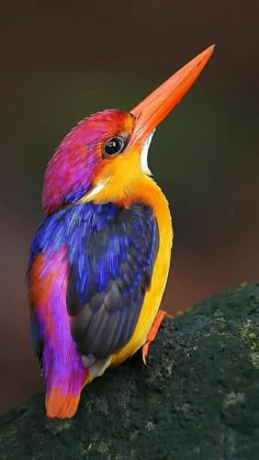 a brightly colored bird sitting on top of a tree branch with its beak open and it's head turned to the side