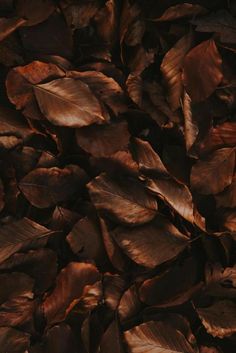 a bunch of leaves that are laying on top of each other in the ground,