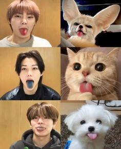 several pictures of cats and dogs with their mouths open