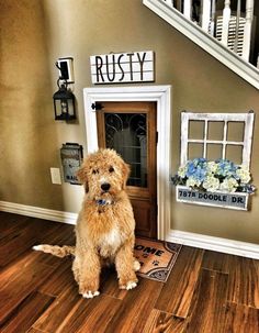 a brown dog sitting on top of a hard wood floor next to a wooden door