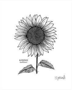 a black and white drawing of a sunflower