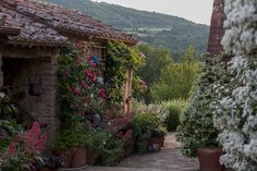 an alley way with potted plants and flowers on either side, leading to a house