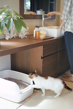 a cat standing on the floor next to a sink in a room with wooden cabinets