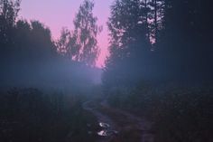 the sun is setting on a foggy path in the woods with trees and bushes