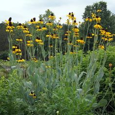 yellow and black flowers in a garden with trees in the backgrounnds