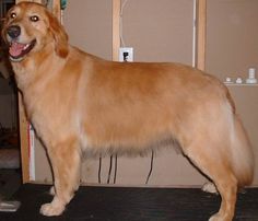 a large brown dog standing on top of a wooden table