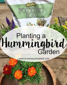 planting a hummingbird garden in a pot with text overlay reading planting a hummingbird garden