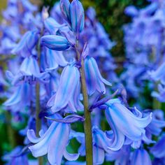 blue flowers are blooming in the garden