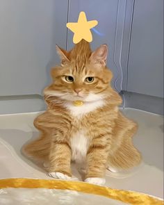 #catlover #tree #stars #kitty #crismas Silly Cats Pictures, Cute Cats Photos, Silly Animals, Domestic Cat, Cat Aesthetic, Funny Cute Cats, Orange Cat, Silly Cats, Cute Creatures