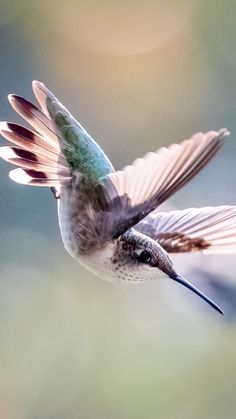 a hummingbird flying through the air with its wings spread