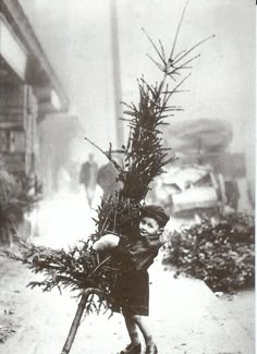 an old black and white photo of a boy carrying a christmas tree