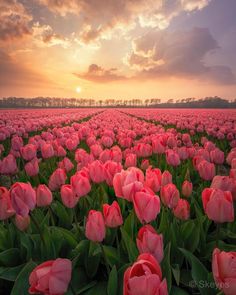 a field full of pink tulips with the sun setting in the distance behind them