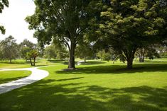 a path in the middle of a green park