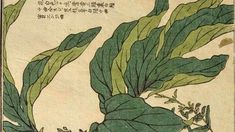 an illustration of leaves with chinese writing on it