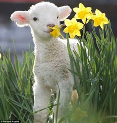 a lamb standing in the grass with daffodils