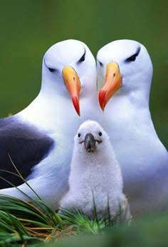 two white birds with orange beaks standing next to each other on grass and looking at the camera