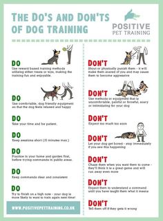 the do's and don'ts of dog training Kat Diy, Puppies Tips, Dog Facts, Dog Info, Dog Care Tips