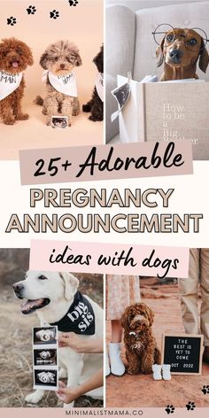 the 25 + adorable pregancy announcement ideas with dogs